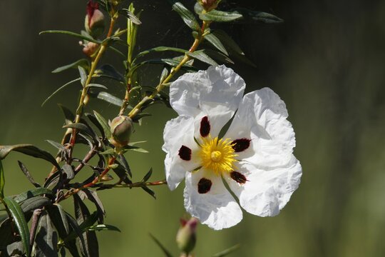 Closeup of a gum rockrose (Cistus ladanifer) also called labdanum