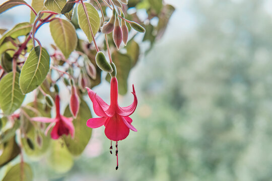 Fuchsia. Pink flower of houseplant on a branch with leaves