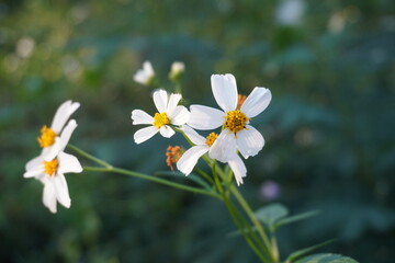 Shasta Daisy flower will bloom in spring and early summer
