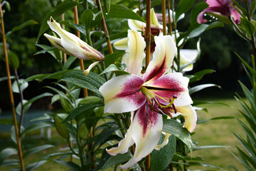Lys blanc et mauve Zéba, flowers, high definition, natural lilies, very large lilies, white and...