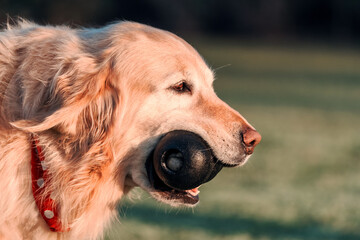 golden retriever portrait with his toy in his snout at sunset close up