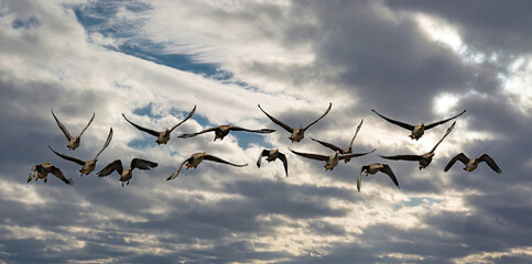 Wild geese fly against the background of a textured cloudy sky. Birds fly straight at the photographer