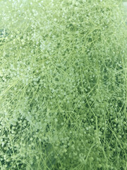 素材・ドライフラワーかすみ草・グリーン