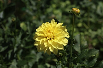 Yellow Color Dalia Flower In The Park