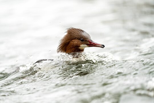 Closeup of a common merganser duck swimming in the water
