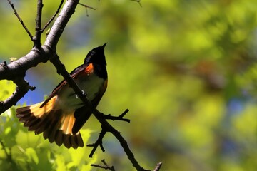 Beautiful shot of an American redstart