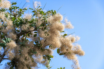 Flowering bush cotinus coggygria against the blue sky. Beautiful fluffy white beige flowers smoke...
