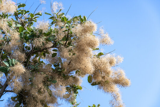 Flowering bush cotinus coggygria against the blue sky. Beautiful fluffy white beige flowers smoke tree from the anacardiaceae family. Woody wild plant skumpiya tanning.