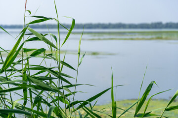 Slowly flowing river is overgrown with yellow water lilies. Nuphar lutea perennial aquatic plant of the family nymphaeaceae. Banks are overgrown with dense tall green reed and cane. Ecological problem