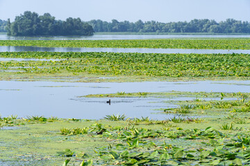 Slowly flowing river is overgrown with yellow water lilies. Nuphar lutea perennial aquatic plant of the family nymphaeaceae. Banks are overgrown with dense tall green reed and cane. Ecological problem