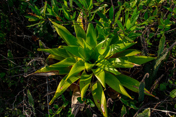Fototapeta na wymiar bromeliad in the sandbank