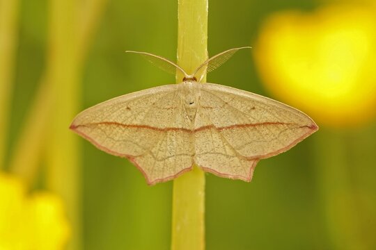Closeup on a Blood-vein geometer moth,Timandra comae, sitting with open wings in the vegetation