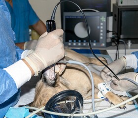 Veterinarian performs endoscope to inspect the inside of a pug's ear canal for abnormalities