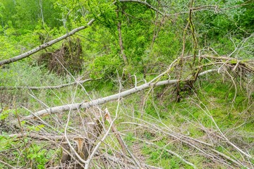 Number of wooden chopped poplar trunks surrounded by green nature for clearing the forest