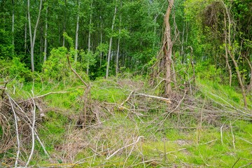 Number of wooden chopped poplar trunks surrounded by green nature for clearing the forest