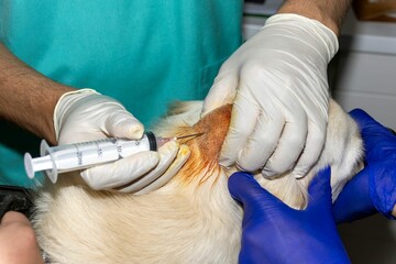 Skilled veterinarian draining an abscess on the head of a Golden Retriever dog - obrazy, fototapety, plakaty