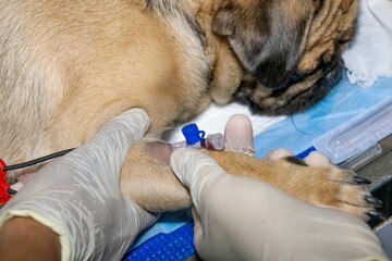 A veterinarian places an intravenous cannula