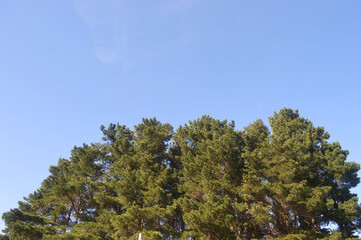 beautiful forest , tree and blue sky , Chile