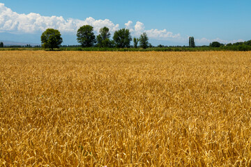 Naklejka premium Ripening ears of barley in a field in a summer day during harvesting period