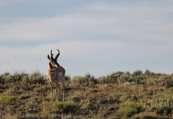 Pronghorn Antelope Buck in Wyoming