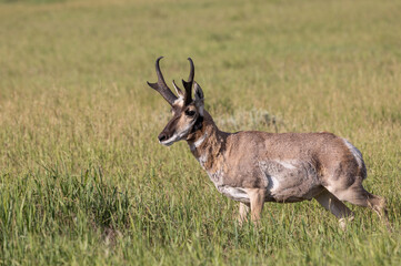 Pronghorn Antelope Buck in Wyoming