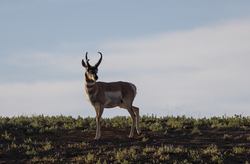 Naklejka na ściany i meble Pronghorn Antelope Buck in Wyoming