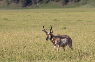 Pronghorn Antelope Buck in Wyoming