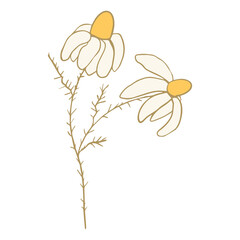 Daisy floral doodle design element isolated on white background. Funny cute decoration.