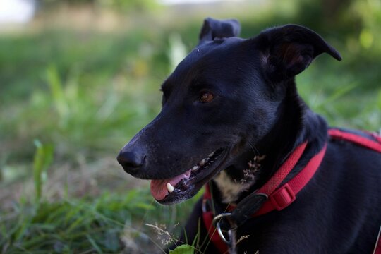Closeup of a black lurcher dog with a red harness sitting on the grass
