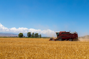 Fototapeta premium Combine Harvester Harvesting Wheat In Agricultural Field