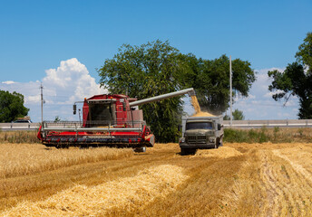 Obraz premium Combine Harvester Unloading Wheat Grain Into The Truck