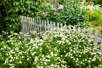Feverfew flowers growing in a green backyard garden in summer. Landscape view of pretty flowering plants beginning to bloom and blossom in a park or on a lawn in spring. Flora flourishing in nature
