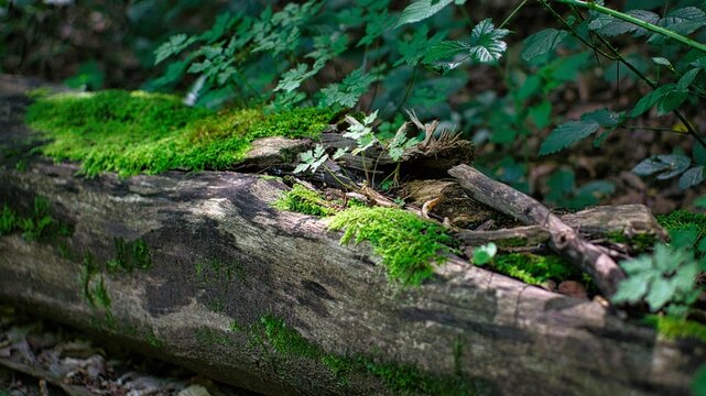 Closeup Of Mossy Tree Roots In A Forest With Plants