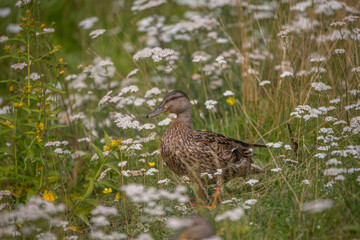 Female mallard resting in the flowerish grass at a pond in a par a sunny summer day in Stockholm