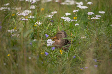 Female mallard resting in the flowerish grass at a pond in a par a sunny summer day in Stockholm