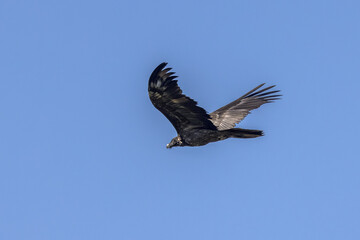 Bearded vulture in flight in the blue sky