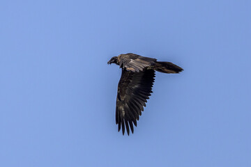 Bearded vulture in flight in the blue sky
