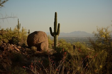 Fototapeta na wymiar Boulder Cactus