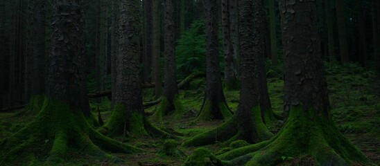 Trees and Ground Moss