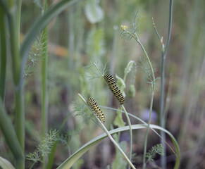 Two swallowtail caterpillars on a fennel. Bright green color with orange dots. The caterpillar of butterfly Papilio machaon - garden pest