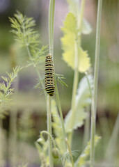 The swallowtail caterpillar on a fennel. Bright green color with orange dots. The caterpillar of butterfly Papilio machaon - garden pest