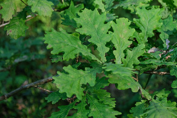 leaves of oak tree on brach. Quercus rubor