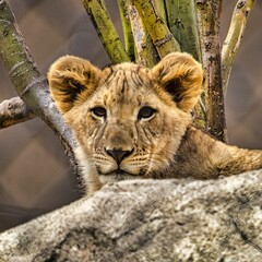 Close-up shot of an Asiatic lion's cub hiding behind the stone