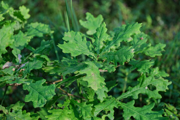 leaves of oak tree on brach. Quercus rubor