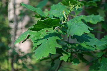 eaves of oak tree on brach. Quercus rubor