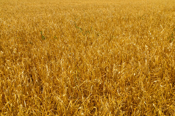 Close up texture view of yellow barley sprouts against blue sky sun background on sunny summer day. Agricultural country nature scenery pattern