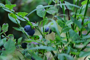 Blueberry on the shrub. Closeup of sprigs with blueberries
