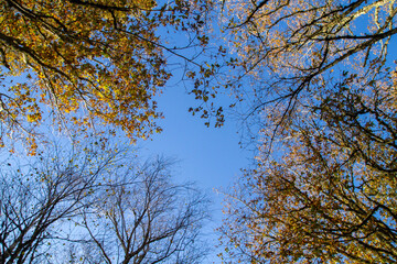 Broad-leaved deciduous tree in autumn