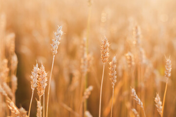 Golden wheat field at harvest season