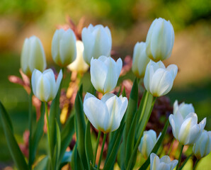 Beautiful Tulips blooming in a garden on a sunny spring day. A bunch of white flowers growing outdoors in a park during summer. Vibrant plants blossoming in a thriving ecosystem